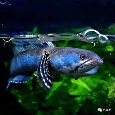 雷龍魚繁殖最佳水溫范圍，雷龍魚繁殖最佳水溫范圍為18-28攝氏度 觀賞魚市場(chǎng)（混養(yǎng)魚） 第3張