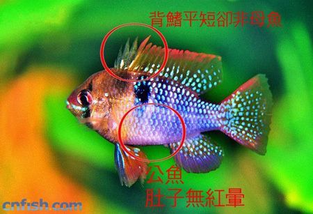 鳳凰魚(yú)品相鑒定技巧，元寶鳳凰魚(yú)的繁殖技巧和真?zhèn)舞b別方法和真?zhèn)舞b別方法 觀賞魚(yú)市場(chǎng)（混養(yǎng)魚(yú)） 第1張