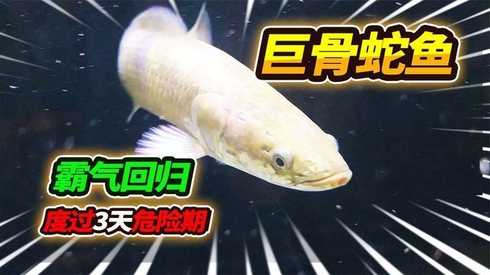 巨骨舌魚(yú)鱷雀鱔龍魚(yú)，巨骨舌魚(yú)和鱷雀鱔龍魚(yú)的特點(diǎn)和習(xí)性和習(xí)性和習(xí)性特點(diǎn) 龍魚(yú)百科 第3張