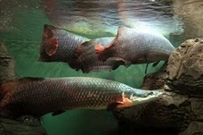 如何挑選健康的海象魚，如何挑選健康海象魚 觀賞魚市場（混養(yǎng)魚） 第3張