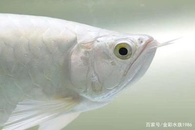 龍魚介紹，魚類活化石——龍魚