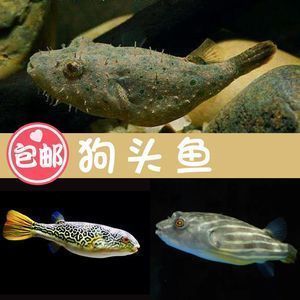 狗頭魚的市場價值，狗頭魚市場價值因品種、體長和購買區(qū)域不同而有所差異 觀賞魚市場（混養(yǎng)魚） 第2張