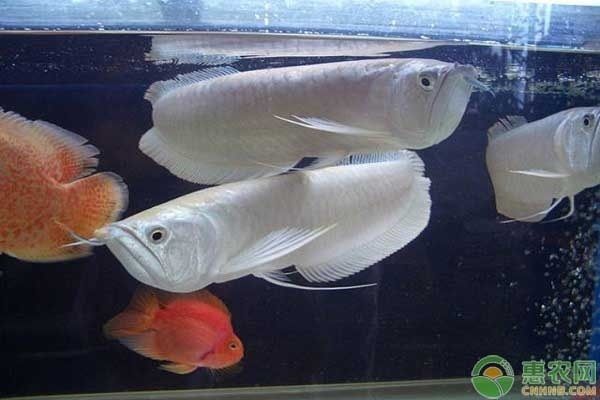 紅龍魚的挑選標準圖片高清，如何挑選紅龍魚 水族問答