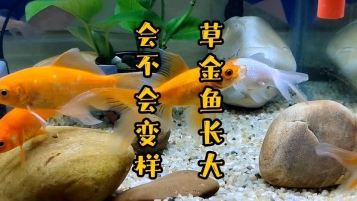 靖童魚缸，靖童魚缸怎么樣？ 魚缸百科 第1張