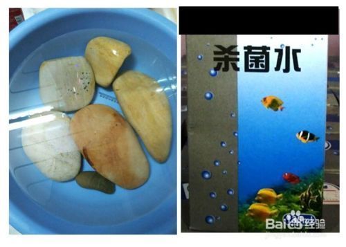 巴西龜食物新鮮度判斷，如何判斷巴西龜食物的新鮮度 觀賞魚市場（混養(yǎng)魚） 第1張