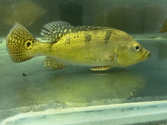 巴西亞魚(yú)苗繁殖周期管理，巴西亞魚(yú)繁殖期水質(zhì)管理，巴西亞魚(yú)孵化后護(hù)理要點(diǎn) 觀賞魚(yú)市場(chǎng)（混養(yǎng)魚(yú)） 第1張