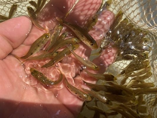 巴西亞魚(yú)苗繁殖周期管理，巴西亞魚(yú)繁殖期水質(zhì)管理，巴西亞魚(yú)孵化后護(hù)理要點(diǎn) 觀賞魚(yú)市場(chǎng)（混養(yǎng)魚(yú)） 第3張