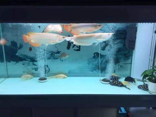 地圖魚和銀龍魚混養(yǎng)的日常管理技巧，地圖魚和銀龍魚混養(yǎng)日常管理技巧 觀賞魚市場(chǎng)（混養(yǎng)魚） 第5張