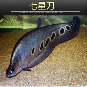 銀龍魚風(fēng)水布局的最佳方位，銀龍魚的風(fēng)水布局 觀賞魚市場(chǎng)（混養(yǎng)魚） 第4張