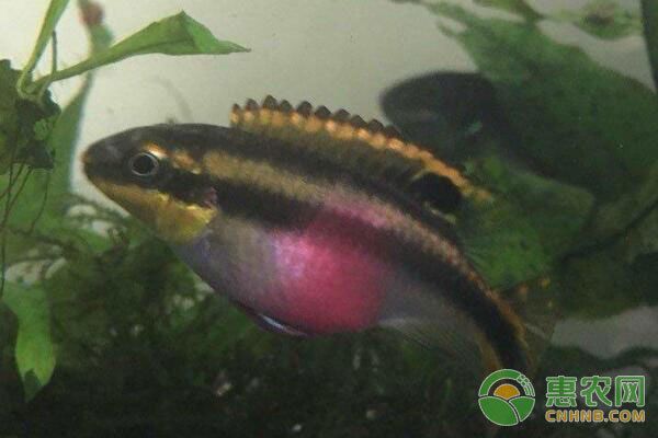 鳳凰魚繁殖期間飼料選擇，鳳凰魚繁殖期水質(zhì)管理技巧,鳳凰魚繁殖后幼魚飼養(yǎng)方法 觀賞魚市場（混養(yǎng)魚） 第5張