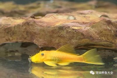 龍魚有什么營養(yǎng)價值，龍魚與三文魚營養(yǎng)對比 龍魚百科 第5張