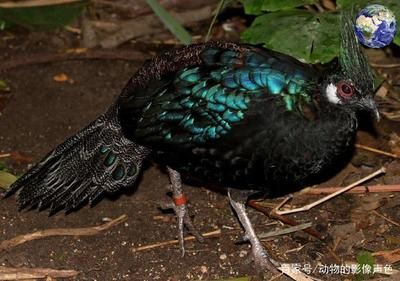 赤荔鳳冠魚繁殖環(huán)境要求，赤荔鳳冠魚繁殖期間如何減少干擾 觀賞魚市場(chǎng)（混養(yǎng)魚） 第2張