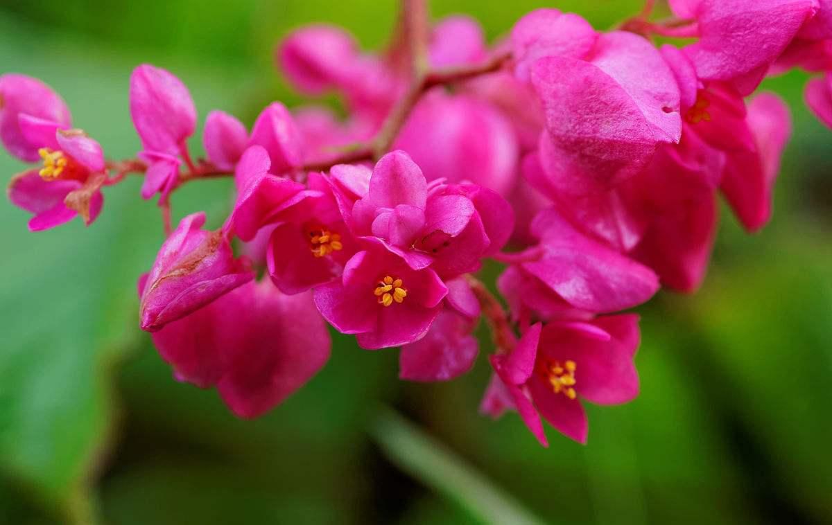 赤荔鳳冠魚繁殖環(huán)境要求，赤荔鳳冠魚繁殖期間如何減少干擾 觀賞魚市場(chǎng)（混養(yǎng)魚） 第1張