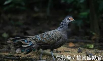 赤荔鳳冠魚繁殖環(huán)境要求，赤荔鳳冠魚繁殖期間如何減少干擾 觀賞魚市場(chǎng)（混養(yǎng)魚） 第5張