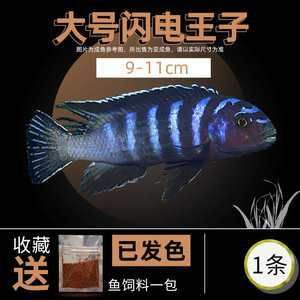 白子關(guān)刀魚營(yíng)養(yǎng)補(bǔ)充方案，白子關(guān)刀魚可以作為蛋白質(zhì)、不飽和脂肪酸、維生素和礦物質(zhì)的良好來源 觀賞魚市場(chǎng)（混養(yǎng)魚） 第3張