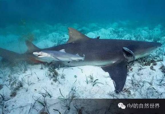 眼鏡蛇雷龍魚圖片，-回答眼鏡蛇雷龍魚的生活習(xí)性包括夜間活動(dòng)和白天潛伏 水族問答