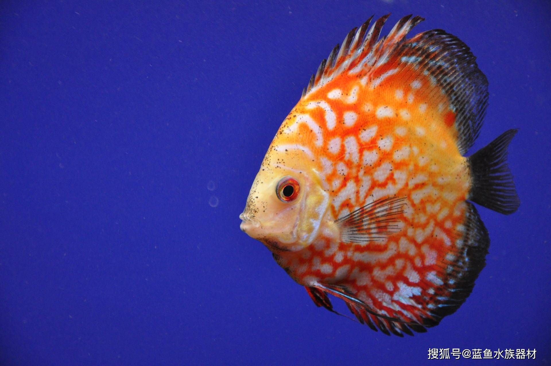 七彩神仙魚繁殖期飼料選擇，七彩神仙魚繁殖期飼料品牌推薦七彩神仙魚繁殖期飼料品牌推薦 觀賞魚市場（混養(yǎng)魚） 第3張