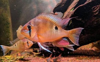 七彩神仙魚繁殖期飼料選擇，七彩神仙魚繁殖期飼料品牌推薦七彩神仙魚繁殖期飼料品牌推薦 觀賞魚市場（混養(yǎng)魚） 第2張