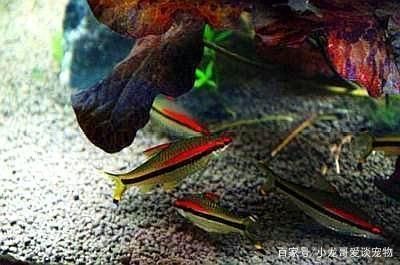 如何判斷觀賞魚性格溫和，一眉道人魚飼養(yǎng)注意事項(xiàng)紅龍魚與其他魚混養(yǎng)指南 觀賞魚市場(chǎng)（混養(yǎng)魚） 第3張