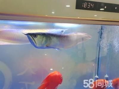 龍魚(yú)可以跟招財(cái)貓一起養(yǎng)嗎，龍魚(yú)可以和招財(cái)貓魚(yú)一起養(yǎng)嗎 龍魚(yú)百科 第5張