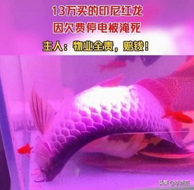 紅龍魚適宜的水溫范圍，紅龍魚水溫過高怎么辦