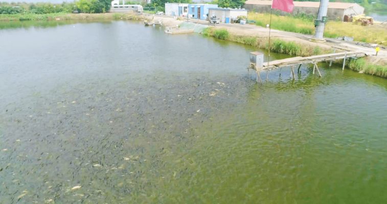 紅龍魚(yú)受到驚嚇怎么辦，當(dāng)紅龍魚(yú)受到驚嚇時(shí) 水族問(wèn)答