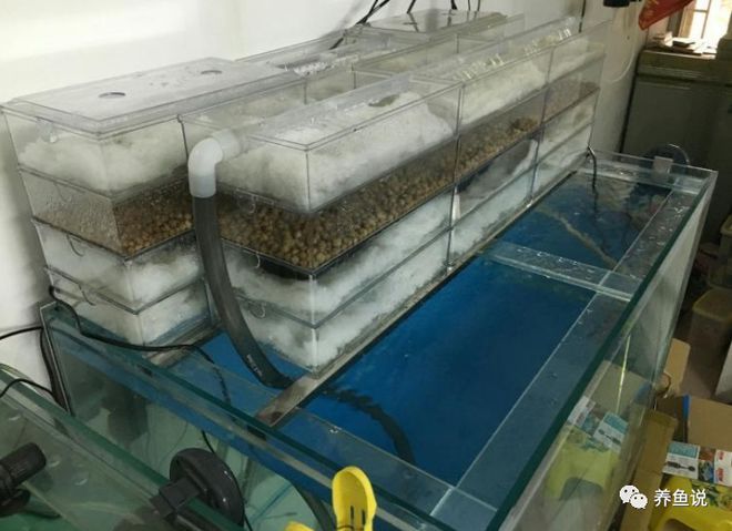 魚缸一天打幾次氧，夏季魚缸打氧注意事項(xiàng) 魚缸百科 第3張