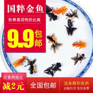 丹頂錦鯉飼料選擇指南，-丹頂錦鯉飼料選擇指南，科學飼養(yǎng)，健康成長 觀賞魚市場（混養(yǎng)魚） 第5張