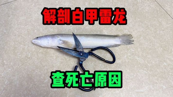 雷龍魚吃死魚嗎 龍魚百科 第4張