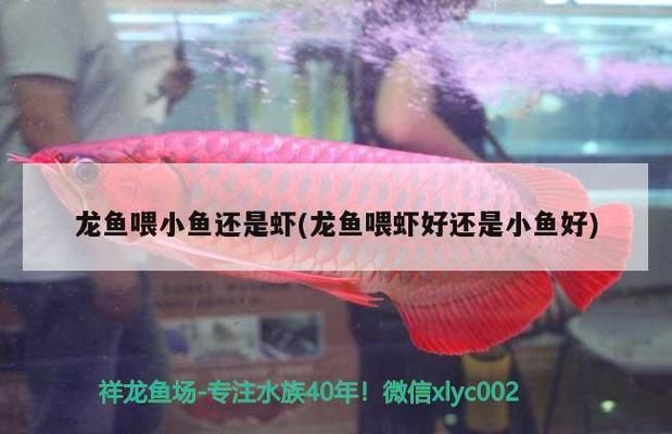 龍魚喂小魚和蝦哪個(gè)好，龍魚不同階段的喂養(yǎng)建議