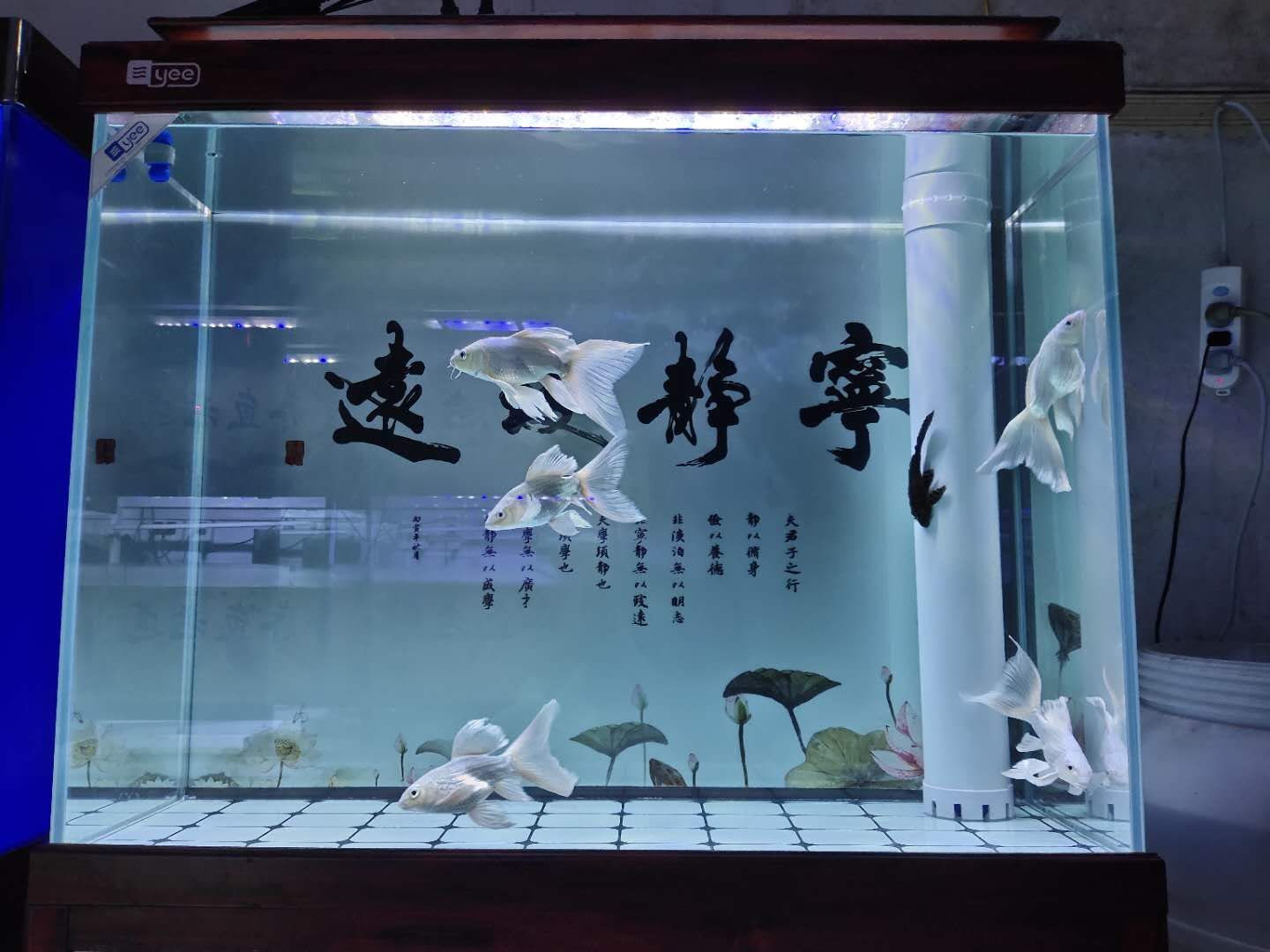 善十魚缸，善十魚缸特點(diǎn)介紹