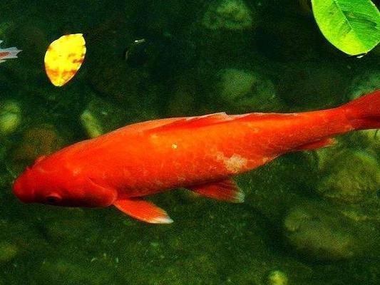 觀賞魚(yú)繁殖水溫控制方法，觀賞魚(yú)的繁殖水溫控制 觀賞魚(yú)市場(chǎng)（混養(yǎng)魚(yú)） 第4張