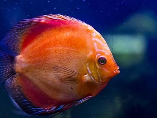 觀賞魚(yú)繁殖水溫控制方法，觀賞魚(yú)的繁殖水溫控制 觀賞魚(yú)市場(chǎng)（混養(yǎng)魚(yú)） 第2張