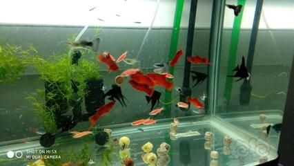 申古銀版魚與燈科魚混養(yǎng)案例，申古銀版魚與燈科魚混養(yǎng)原則和注意事項，燈科魚混養(yǎng)食物選擇指南 觀賞魚市場（混養(yǎng)魚） 第2張