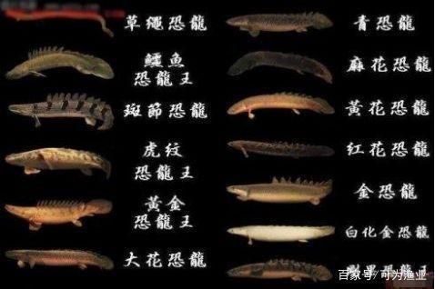 多鰭魚科繁殖環(huán)境特殊要求，多鰭魚科的繁殖環(huán)境具有特殊要求 觀賞魚市場（混養(yǎng)魚） 第5張