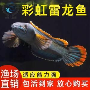 七星雷龍魚是冷水魚嗎，七星雷龍魚不是冷水魚而是熱帶魚，而是熱帶魚的飼料選擇指南 龍魚百科 第5張