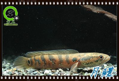 七星雷龍魚是冷水魚嗎，七星雷龍魚不是冷水魚而是熱帶魚，而是熱帶魚的飼料選擇指南 龍魚百科 第4張