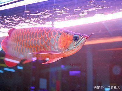 龍魚燈怎么選比較好，龍魚燈的選購與燈光搭配 龍魚百科 第4張