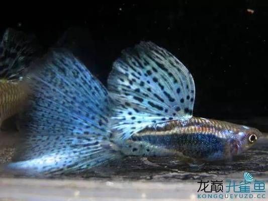 飛鳳魚苗背鰭高代表什么，如何挑選健康的飛鳳魚苗 魚缸百科 第3張