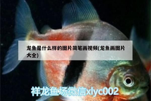 大日玉鯖魚的繁殖方法，大日玉鯖魚的繁殖方法主要包括自然配對和人工授精 觀賞魚市場（混養(yǎng)魚） 第5張