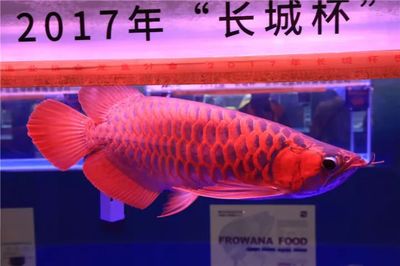 龍魚總冠軍身價(jià)，2023年廣州龍魚錦標(biāo)賽冠軍龍魚“老九”身價(jià)傳聞甚囂塵 龍魚百科 第5張