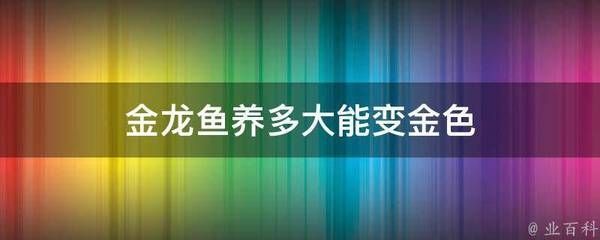 如何讓金龍魚變金色，如何讓金龍魚展現(xiàn)出美麗的金色 龍魚百科 第1張