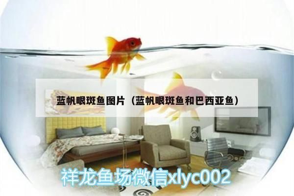 藍帆眼斑魚繁殖要點，藍帆眼斑魚的繁殖要點 觀賞魚市場（混養(yǎng)魚） 第3張