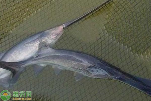 福滿鉆魚(yú)繁殖期飼料品牌推薦，關(guān)于福滿鉆魚(yú)繁殖期飼料品牌推薦沒(méi)有直接相關(guān)的答案 觀賞魚(yú)市場(chǎng)（混養(yǎng)魚(yú)） 第5張