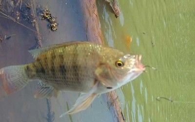 泰國雪鯽魚繁殖期飼料選擇，泰國雪鯽魚繁殖期水質管理技巧 觀賞魚市場（混養(yǎng)魚） 第3張