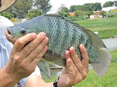 泰國雪鯽魚繁殖期飼料選擇，泰國雪鯽魚繁殖期水質管理技巧 觀賞魚市場（混養(yǎng)魚） 第4張