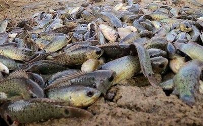 泰國雪鯽魚繁殖期飼料選擇，泰國雪鯽魚繁殖期水質管理技巧 觀賞魚市場（混養(yǎng)魚） 第2張