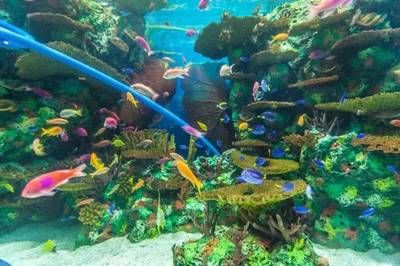 上海水族館，上海水族館內(nèi)特色生物介紹上海水族館內(nèi)特色生物介紹 魚缸百科 第5張