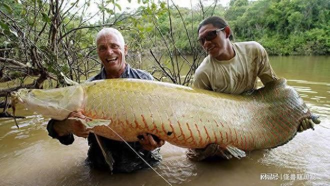 巨骨舌魚棲息地保護(hù)現(xiàn)狀，巨骨舌魚棲息地保護(hù) 觀賞魚市場（混養(yǎng)魚） 第1張