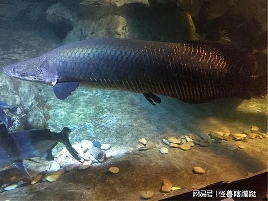 巨骨舌魚棲息地保護(hù)現(xiàn)狀，巨骨舌魚棲息地保護(hù) 觀賞魚市場（混養(yǎng)魚） 第5張